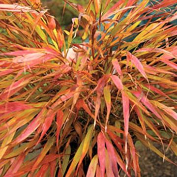 Hakonechloa macra Nicolas - Japanese Forest Grass