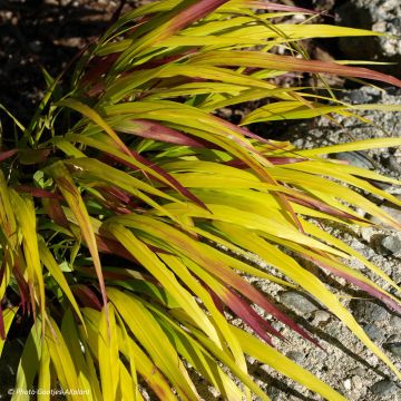 Hakonechloa macra Sunflare - Japanese Forest Grass