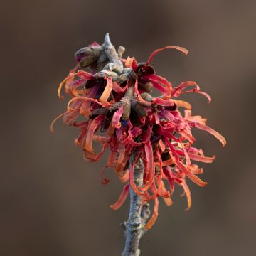 Hamamelis intermedia Diane - Witch Hazel