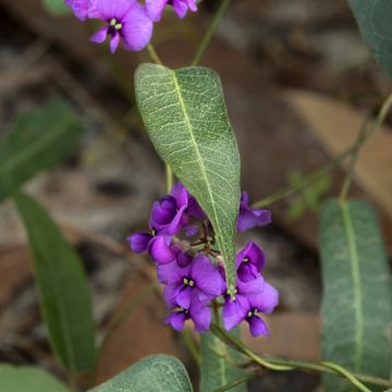 Hardenbergia violacea Meema - Dwarf Australian Wisteria