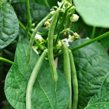 Climbing bean mangetout Neckarkonigin seeds