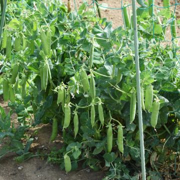 French Pole Bean Algarve