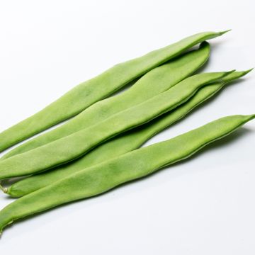 French Pole Bean Eva - Ferme de Sainte Marthe Seeds