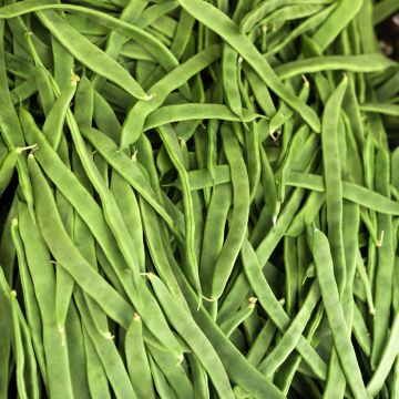 Common bean Princess