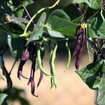 Purple Podded Pole Bean