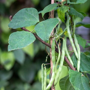 Dwarf Filet Bean Baccara