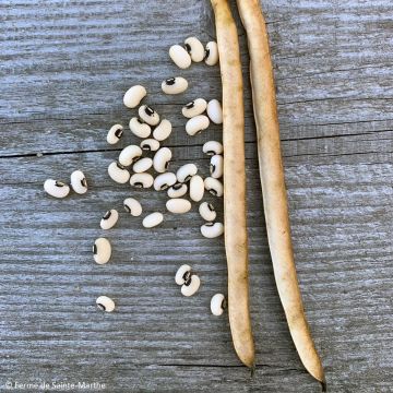 Dwarf Bean Dolique Dell'Occhio Bio - Ferme de Sainte Marthe seeds