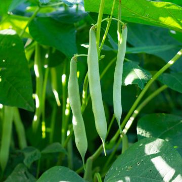 Dwarf Bean Soliman