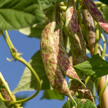 Dwarf Bean for Shelling Big Borlotto - Ferme de Sainte Marthe seeds