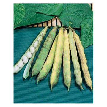 Bush Dry Bean Cocagne - Coco Paimpolais