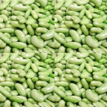 Dwarf Bean for Shelling Flageolet Vert