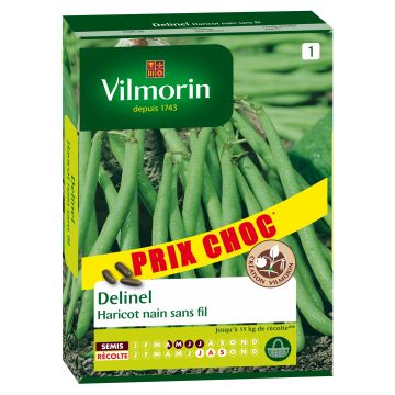 Dwarf Filet Bean Delinel - Vilmorin Seeds