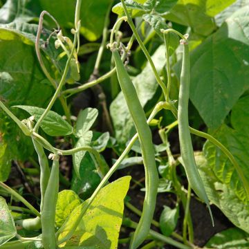 Dwarf French Bean Fin de Bagnols