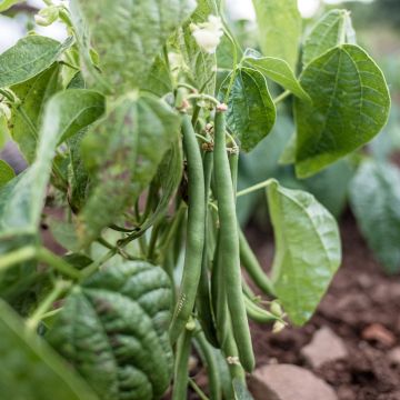 Dwarf Bean with Net Triomphe de Farcy - Vilmorin seeds