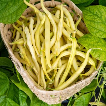Haricot nain mangetout Rocquencourt - Vilmorin
