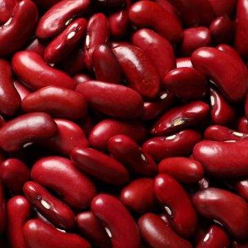 Common Bean Canadian Wonder