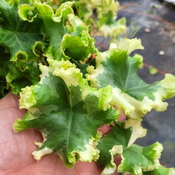 Hedera helix Clotted Cream - Common ivy