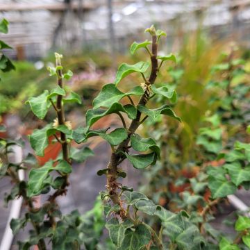 Hedera helix Conglomerata - Common ivy