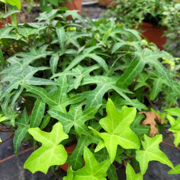 Hedera helix CourageCommon ivy