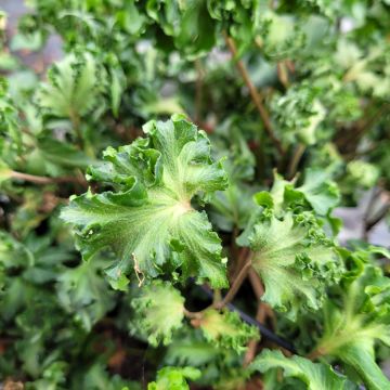 Hedera helix Filigran - Common ivy