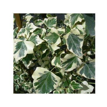 Hedera helix Marginata Elegantissima - Common Ivy