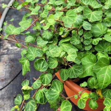 Hedera helix Peter Pan - Hedera helix Kappeln - Common ivy