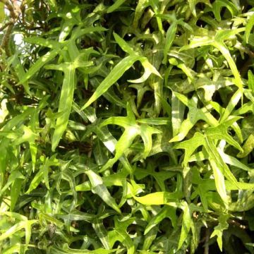 Hedera helix Sagittifolia - Common Ivy