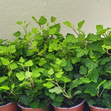 Hedera helix Wonder - Common ivy