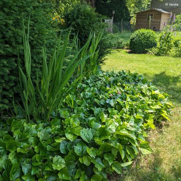 Hedera algeriensis Algerian Bellecour