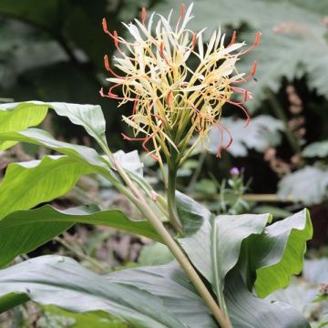 Hedychium yunnanense - Ginger Lily