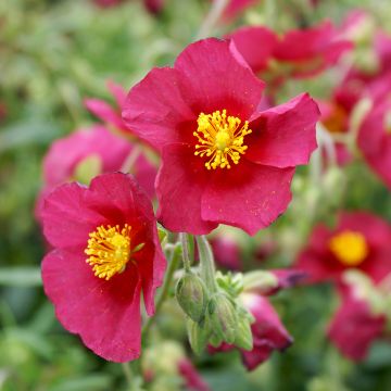 Helianthemum Hartswood Ruby - Rock Rose