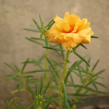 Helianthemum Orange Double - Rock Rose