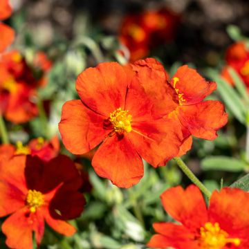 Helianthemum Tomato Red - Rock Rose