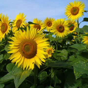 Sunflower Valentine Seeds - Helianthus annuus