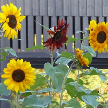 Sunflower Seeds 'Evening Sun' - Helianthus annuus