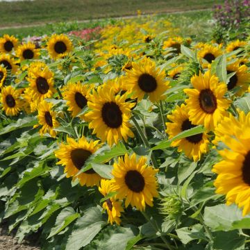 Seeds of Dwarf Sunflower 'Little Dorrit' F1 - Helianthus annuus