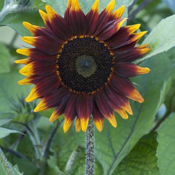 Sunflower Schock-o-Lat F1 seeds - Helianthus annuus