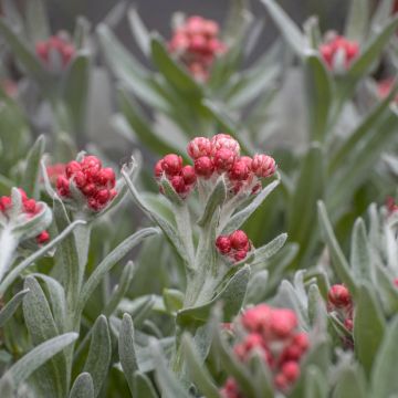 Helichrysum amorginum Red Jewel