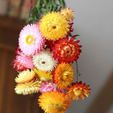 Immortelle à bractées double en mélange - Helichrysum 