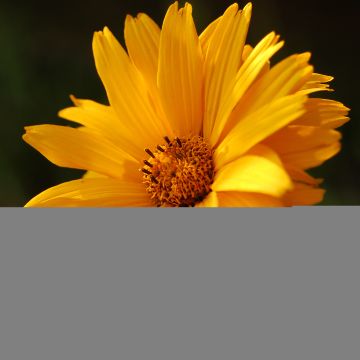 Heliopsis helianthoïdes Summer Sun - Héliopsis faux hélianthe 