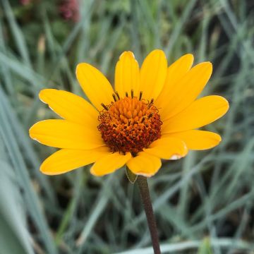 Heliopsis helianthoides var. scabra Summer Nights