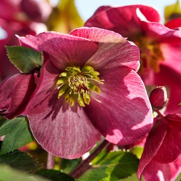 Helleborus hybridus (orientalis) ViV 'Scarletta'