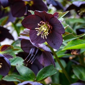 Helleborus Little Black - Hellebore