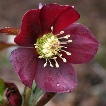 Helleborus hybridus Metallic Blue