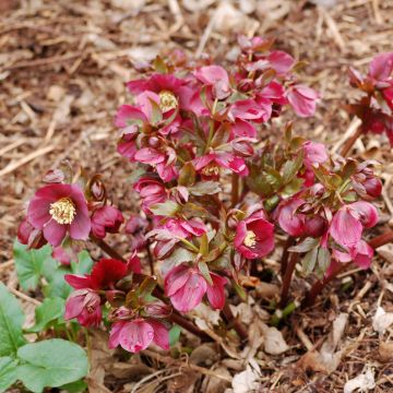 Helleborus Vesta - Hellebore