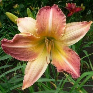 Hemerocallis Abstract Art - Daylily