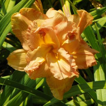 Hemerocallis Angelic Grin - Daylily