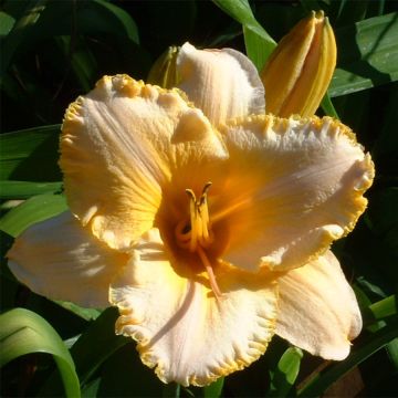 Hemerocallis Angelus Angel - Daylily