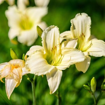 Hémérocalle Arctic Snow - Hemerocallis Arctic Snow