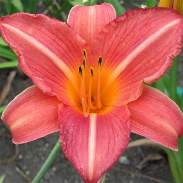 Hemerocallis Art Festival - Daylily